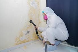 Best Basement Mold Removal  in Ardsley, NY